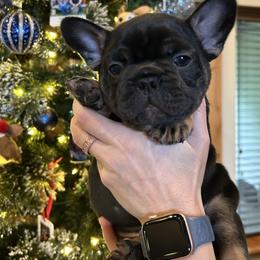 Clifford - Black and tan male French Bulldog puppy in Rochester, Washington from Frenchie Bulldog Kisses