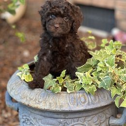 Aussiedoodle Puppies from Dinah Doodles and Aussies