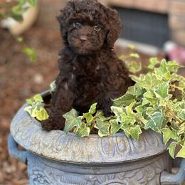 Aussiedoodle Puppies from Dinah Doodles and Aussies