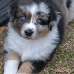 Maisie - Blue merle female Australian Shepherd puppy in Marshall, Texas from Flying S Aussies