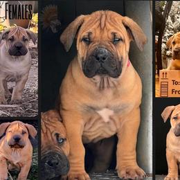3rd Pick Female - Red female Boerboel puppy in Pennsylvania from Cold River Boerboels