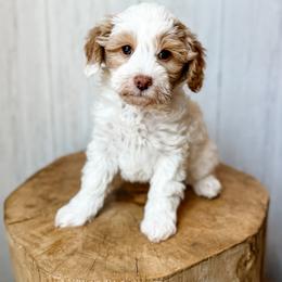 Limoncello - Apricot female Assorted Doodle Crosses puppy in Arlington, Washington from Doodle Love Laugh