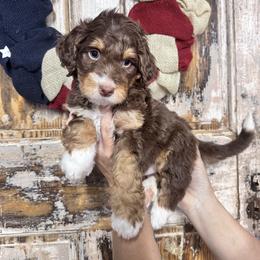 Flint - Brown and white male Bernedoodle puppy in Rose Hill, North Carolina from Red Door Canines