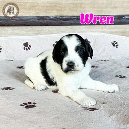 Wren - Black and white female Bernedoodle puppy in Banner Elk, North Carolina from Walnut Tree Bernedoodles