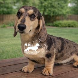 Beau - Dachshund