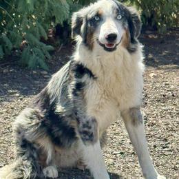 Ella Blue - Blue merle female Australian Shepherd puppy in Oroville, California from Puppy Love Ranch Mini Aussies