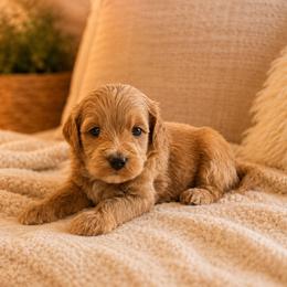 Summit - Red  male Goldendoodle puppy in Floyd, Virginia from Hearts and Paws Poodles and Doodles
