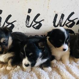 Pembroke Welsh Corgi Puppies from Shabby Chic Corgis