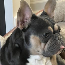 French Bulldogs from Baros Kennel