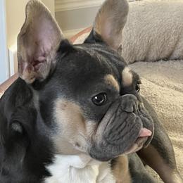 French Bulldogs from Baros Kennel