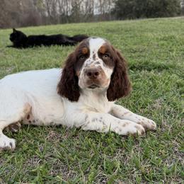Liver Tri girl - Liver white and tan female English Springer Spaniel puppy in Defuniak Springs, Florida from Anastasia Knight's Cocker Spaniels
