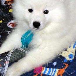 BLUE - Leonardo DA VINCI - White male American Eskimo Dog puppy in Redlands, Ca, Usa, California from Tribe of Aryelle