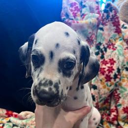 Mr. Goodbar - White and black male Dalmatian puppy in Austin, Texas from Dazzling Dalz