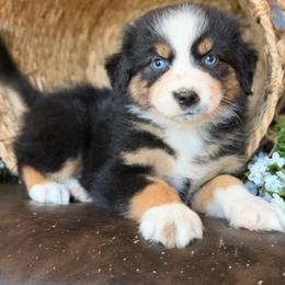 Janie-has tail-many videos - Black tri-color female Australian Shepherd puppy in Troy, South Carolina from Australian Shepherds of 3/W Farms