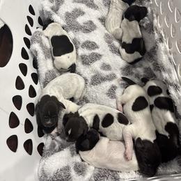 German Shorthaired Pointer Puppies from Sara White