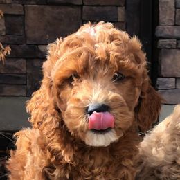 Goldendoodle Puppies from Atkinson Goldendoodles