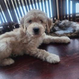 Flurry - Parti male Goldendoodle puppy in Kenosha, Wisconsin from Madden Golden Doodles