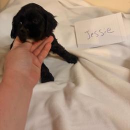 Jessie - Black female Cocker Spaniel puppy in Hickory, North Carolina from Homegrown Spaniels