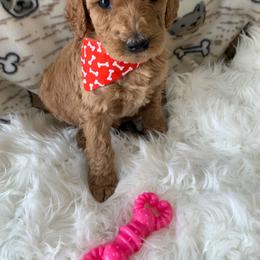 Goldendoodle Puppies from Goldendoodle Baby