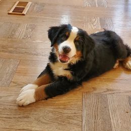 Bernese Mountain Dog Puppies from Joan Rogers