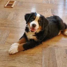 Bernese Mountain Dog Puppies from Joan Rogers