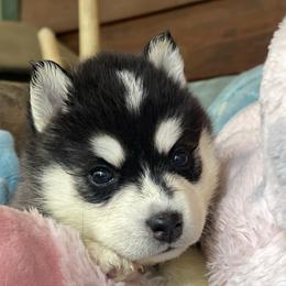 Izzy (purple collar) - Black and white female Pomsky puppy in Diamond Lake, Washington from Husky Haven WA