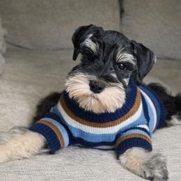 Jack - Black and silver male Miniature Schnauzer puppy in Magalia, California from NorCal Schnauzers