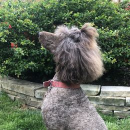 Latte - Poodle