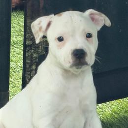 Cotton - White male Staffordshire Bull Terrier puppy in Port Saint Lucie, Florida from Southern Staffies