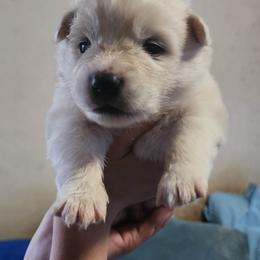 Beast - White male American Eskimo Dog puppy in Grants Pass, Oregon from SnH Eskies