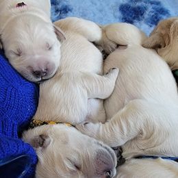 Golden Retriever Puppies from Mountain View Goldens