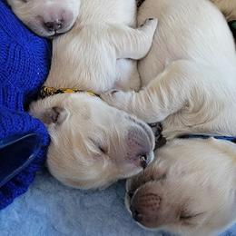 Golden Retriever Puppies from Mountain View Goldens
