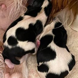 Cavalier King Charles Spaniels from Pruiett Cavaliers