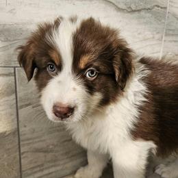 Ells m2 orange - Red tri-color male Australian Shepherd puppy in Arbela, Missouri from County Line Aussies
