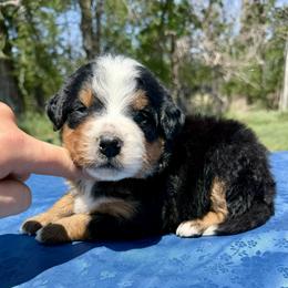 Tri Boy 1 - Tri-color male Bernedoodle puppy in Sioux Falls, South Dakota from WhiskeyCreek Doodles