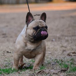Venom - Fawn and white male French Bulldog puppy in Franklinton, Louisiana from Little Women's Frenchies & Corgis