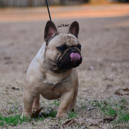 Venom - Fawn and white male French Bulldog puppy in Franklinton, Louisiana from Little Women's Frenchies & Corgis