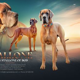 Stallone - Great Dane