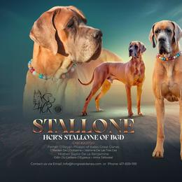 Stallone - Great Dane