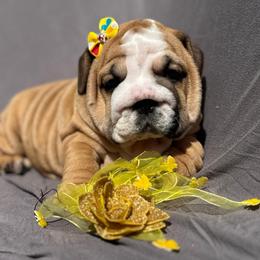 Yasmin - Red female Bulldog puppy in Lakeland, Florida from Fur Love And Puppies