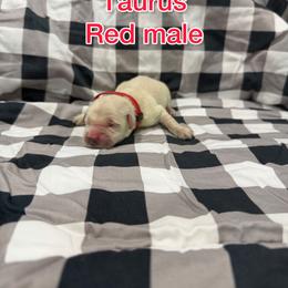 Red - Light golden male Golden Retriever puppy in Salt Lake City, Utah from Soaring golden retrievers