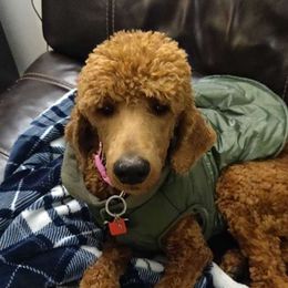 Rosie - Poodle