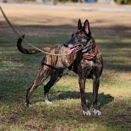 Tessa BRN 35643 - Dutch Shepherd