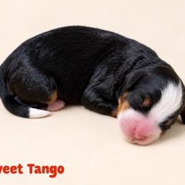 Sweet Tango - Tri-color male Bernedoodle puppy in Henry, Illinois from Rowe Farms Doodles