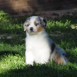 Budweiser - Blue merle male Australian Shepherd puppy in Cape Girardeau, Missouri from Promise Keeper Kennel
