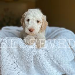 Goldendoodle Puppies from Glamorous Golden Doodles