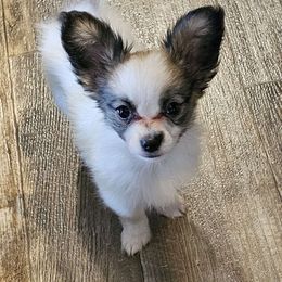 Puppy 1 (Arya) - Red white and sable Papillon puppy in Little Rock, Arkansas from Fabulis Toys (Chinese Crested, Papillons, Chihuahuas)