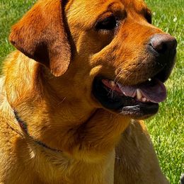 Victor - Labrador Retriever