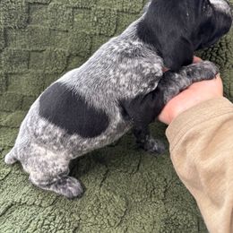 German Shorthaired Pointer Puppies from Golden pointers