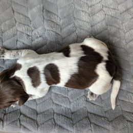 Boy 3 - Brown and gray male Wirehaired Pointing Griffon puppy in Rancho Cordova, California from American River Wirehaired Pointing Griffons